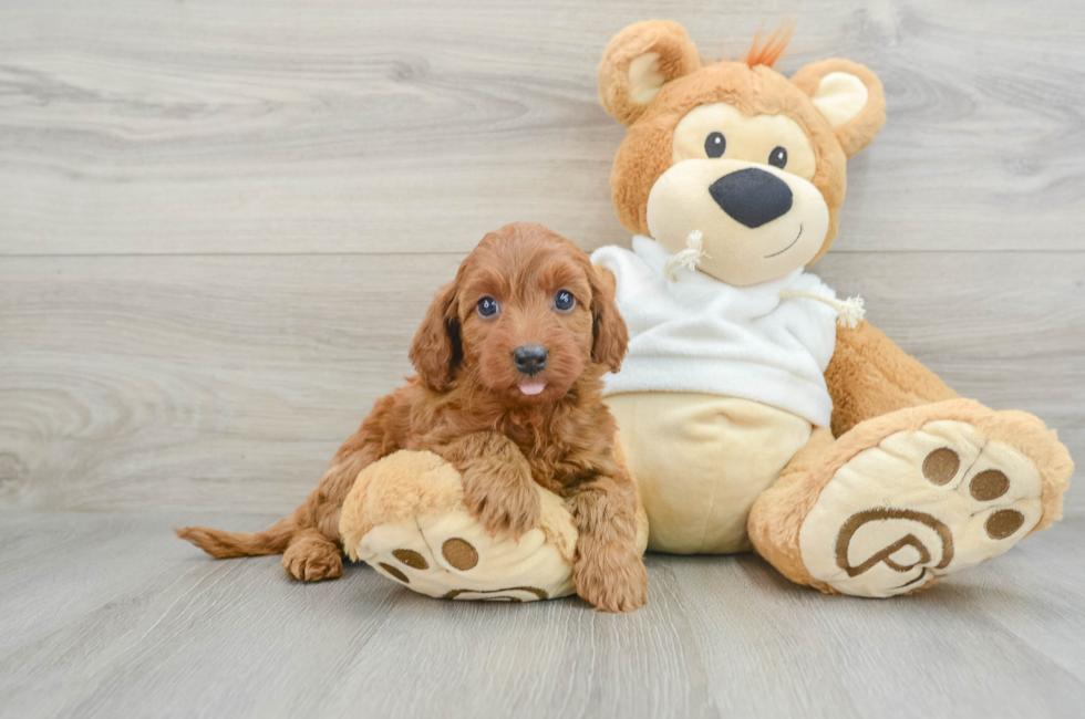 9 week old Mini Goldendoodle Puppy For Sale - Premier Pups