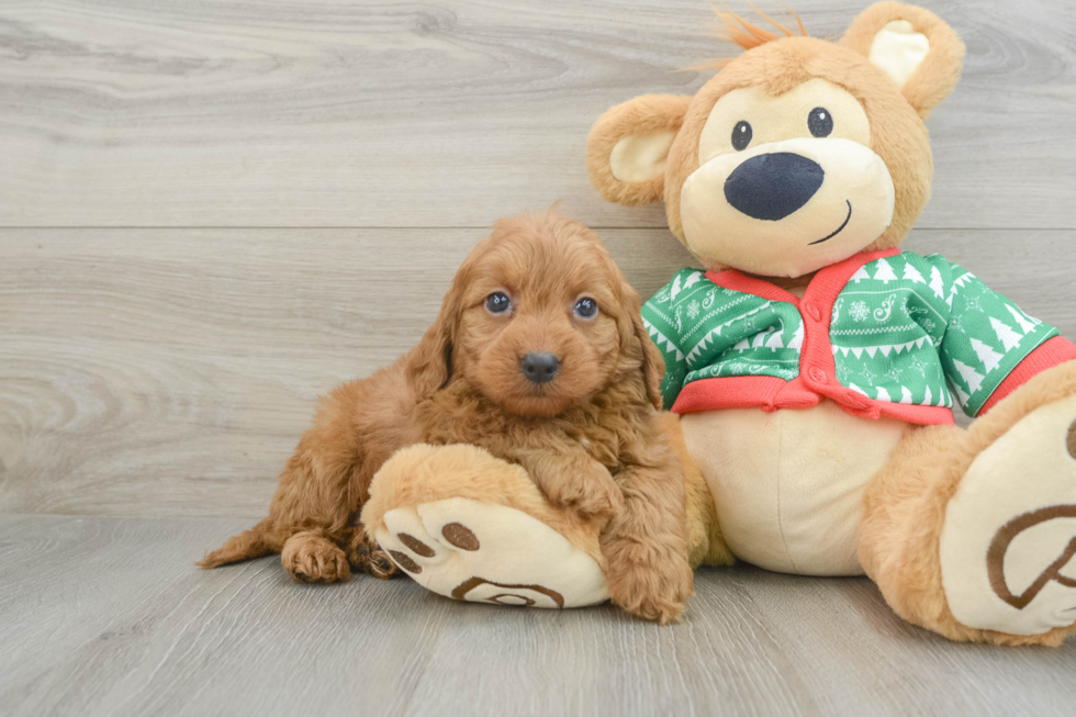 Mini Goldendoodle Puppy for Adoption