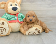 7 week old Mini Goldendoodle Puppy For Sale - Premier Pups