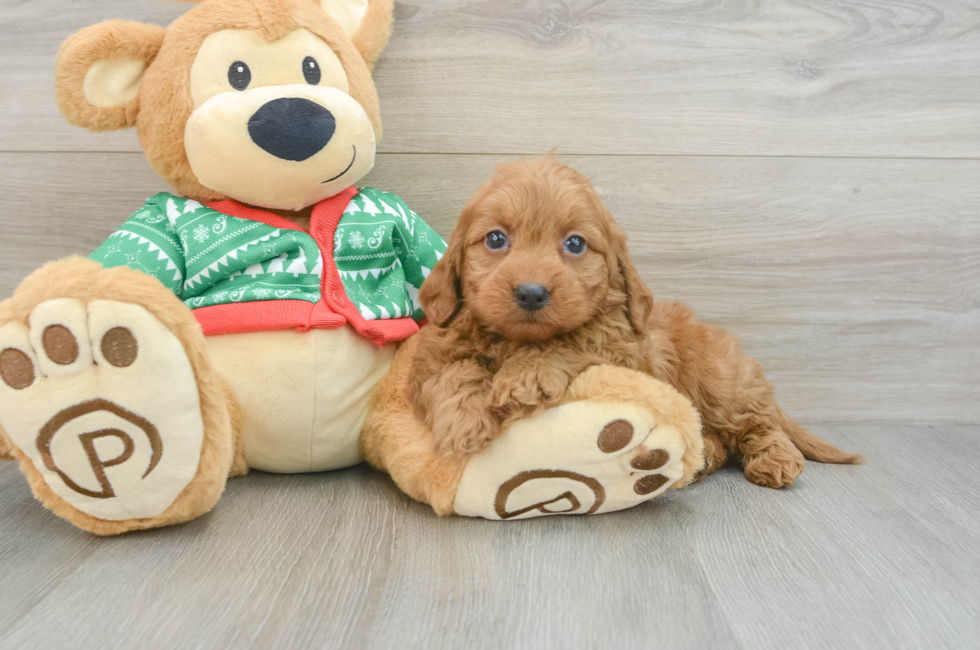 7 week old Mini Goldendoodle Puppy For Sale - Premier Pups