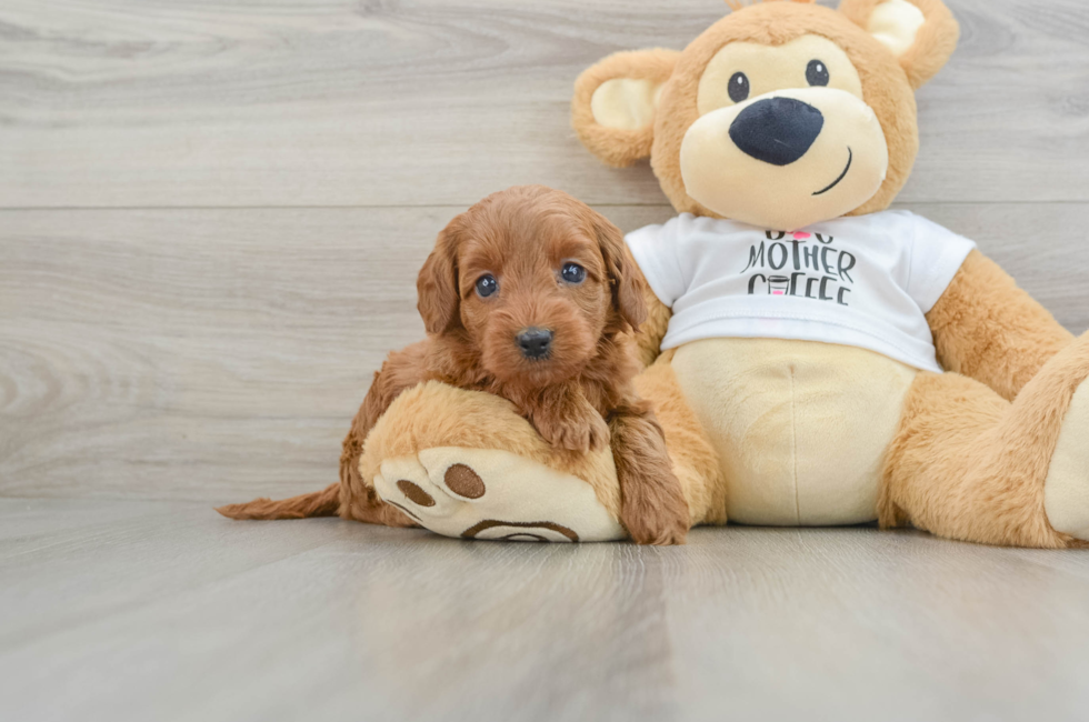 5 week old Mini Goldendoodle Puppy For Sale - Premier Pups