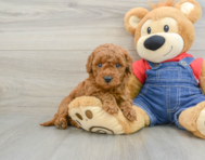 7 week old Mini Goldendoodle Puppy For Sale - Premier Pups