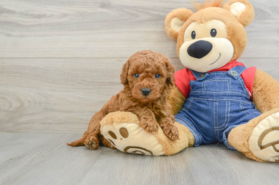 6 week old Mini Goldendoodle Puppy For Sale - Premier Pups