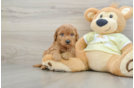 Smart Mini Goldendoodle Poodle Mix Pup