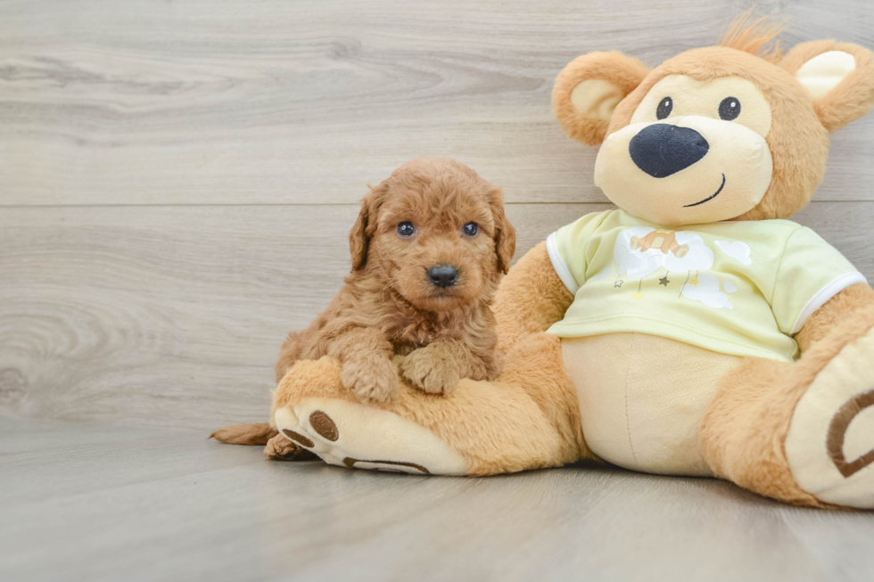 Smart Mini Goldendoodle Poodle Mix Pup