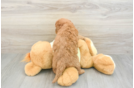 Popular Mini Goldendoodle Poodle Mix Pup