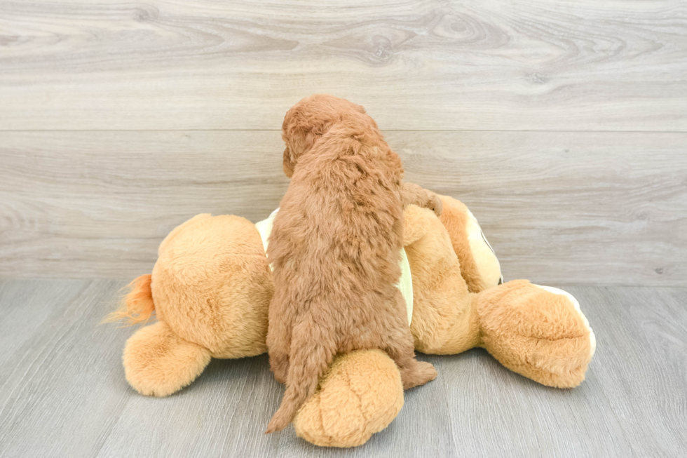 Popular Mini Goldendoodle Poodle Mix Pup