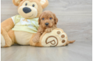 Happy Mini Goldendoodle Baby