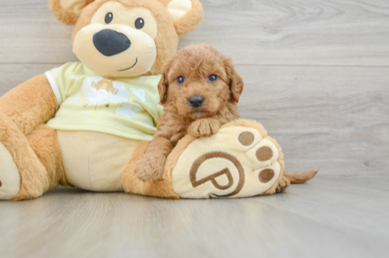 Happy Mini Goldendoodle Baby