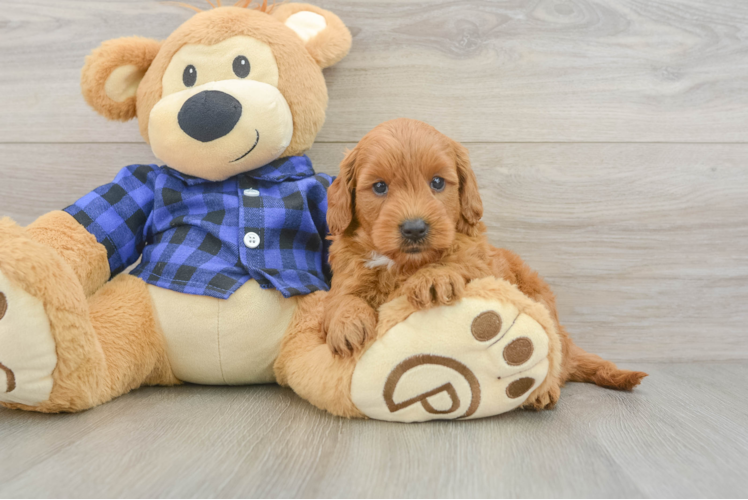Mini Goldendoodle Puppy for Adoption