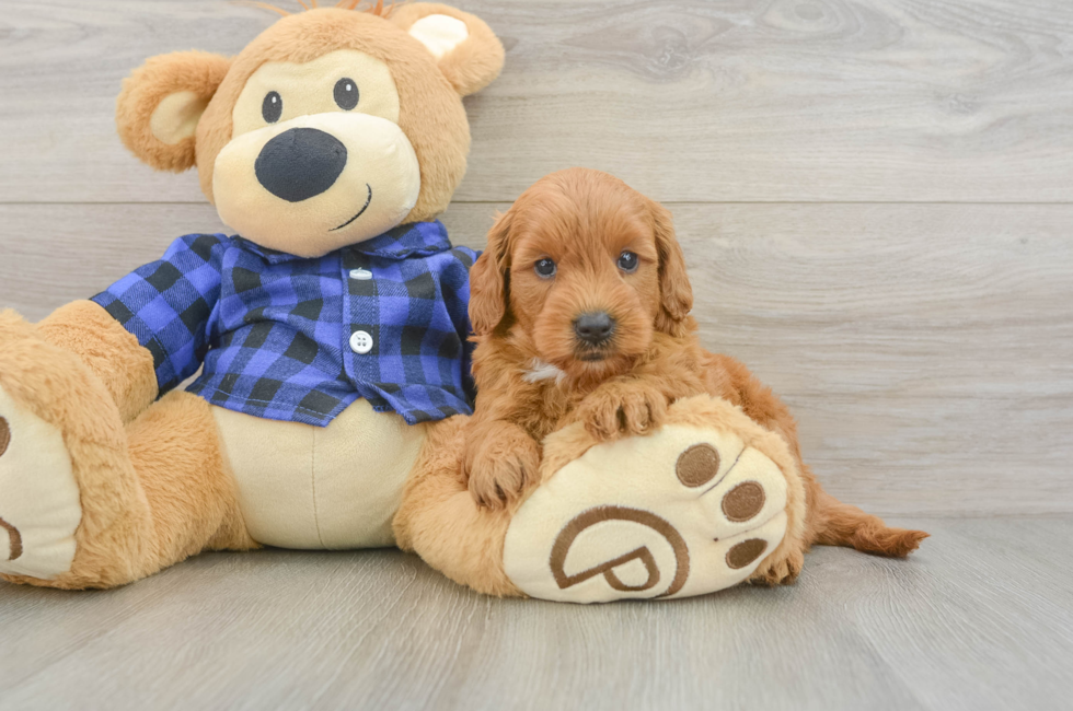 5 week old Mini Goldendoodle Puppy For Sale - Premier Pups