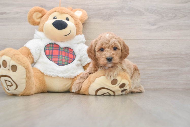 Best Mini Goldendoodle Baby