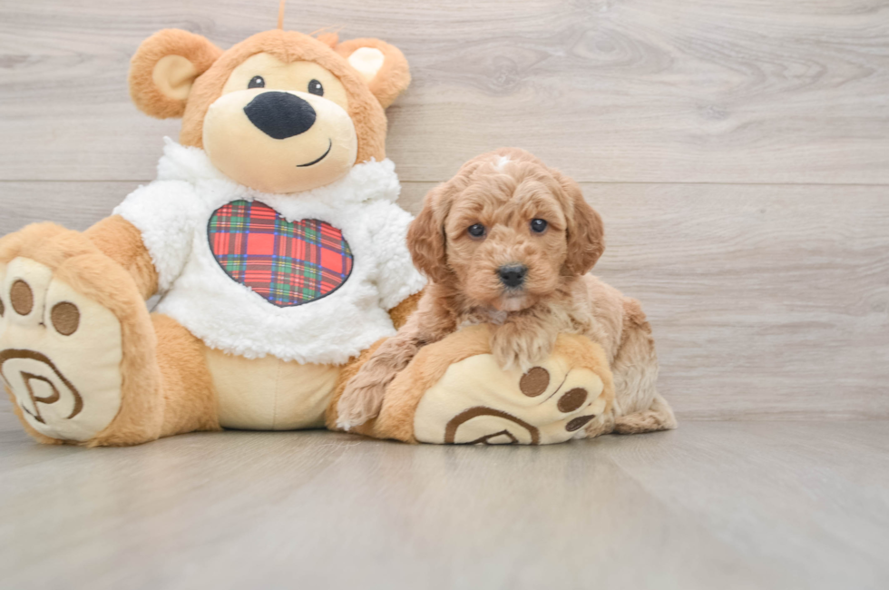 5 week old Mini Goldendoodle Puppy For Sale - Premier Pups