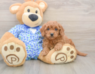 7 week old Mini Goldendoodle Puppy For Sale - Premier Pups