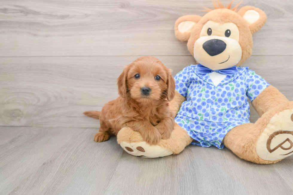 Sweet Mini Goldendoodle Baby