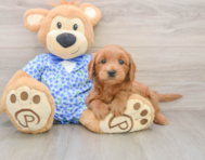 7 week old Mini Goldendoodle Puppy For Sale - Premier Pups