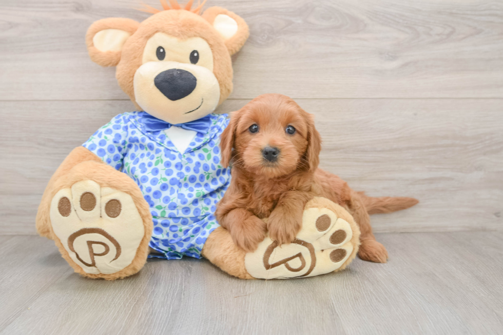 Mini Goldendoodle Puppy for Adoption