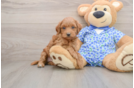 Mini Goldendoodle Pup Being Cute