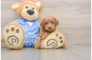 Happy Mini Goldendoodle Baby