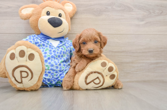 Happy Mini Goldendoodle Baby