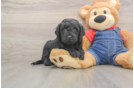 Hypoallergenic Mini Goldiepoo Poodle Mix Puppy