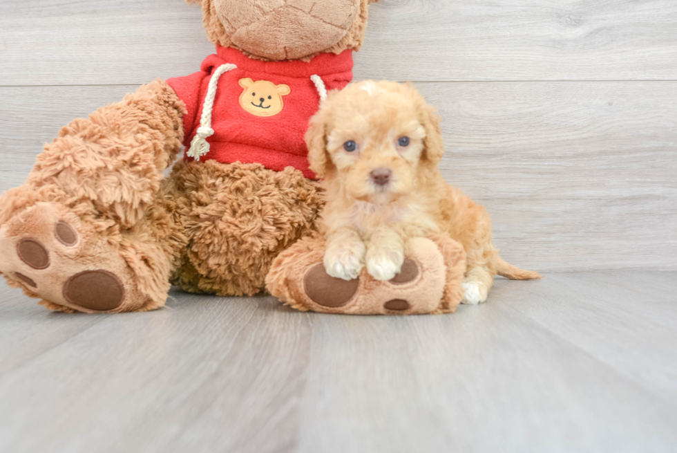 Energetic Golden Retriever Poodle Mix Puppy