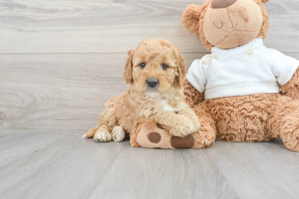 Mini Goldendoodle Puppy for Adoption