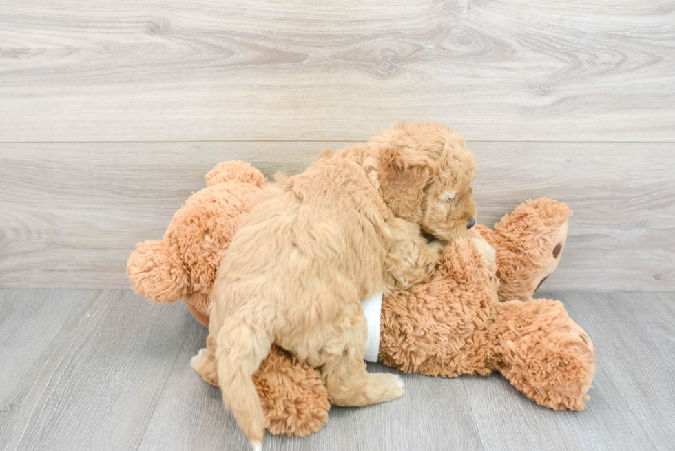 Mini Goldendoodle Puppy for Adoption