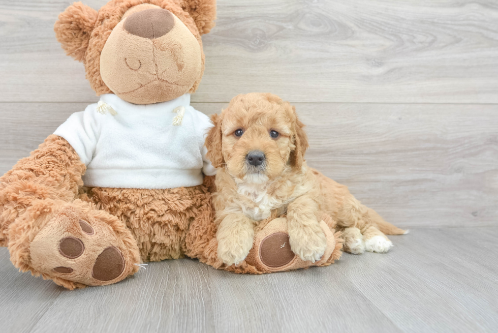 Mini Goldendoodle Puppy for Adoption