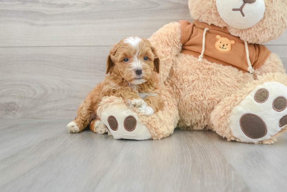 Little Golden Retriever Poodle Mix Puppy