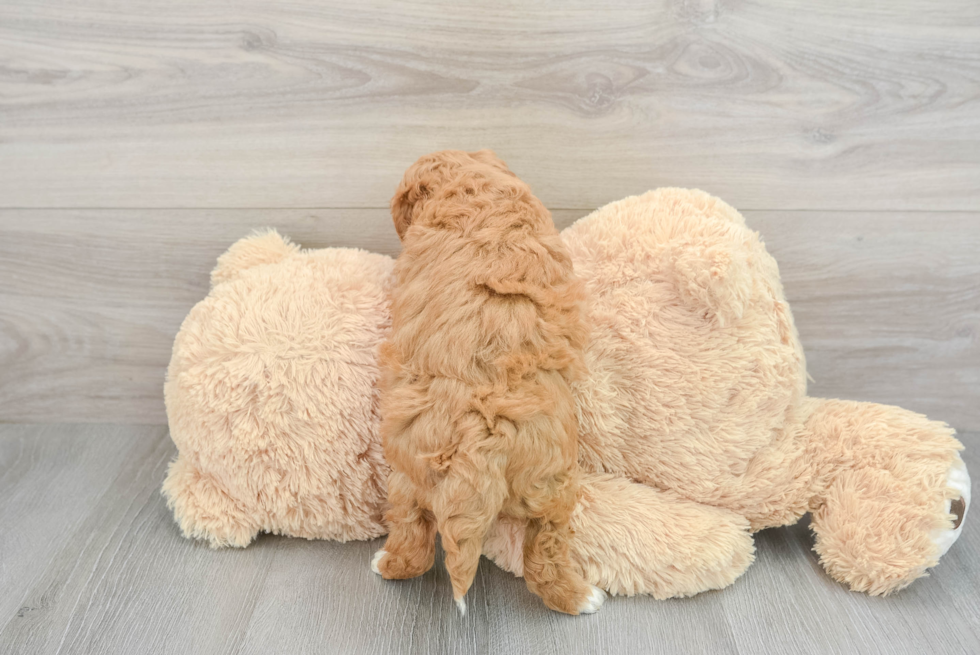 Mini Goldendoodle Puppy for Adoption