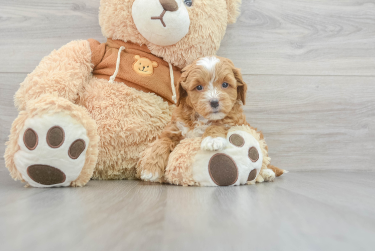 Petite Mini Goldendoodle Poodle Mix Pup