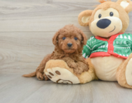 7 week old Mini Goldendoodle Puppy For Sale - Premier Pups