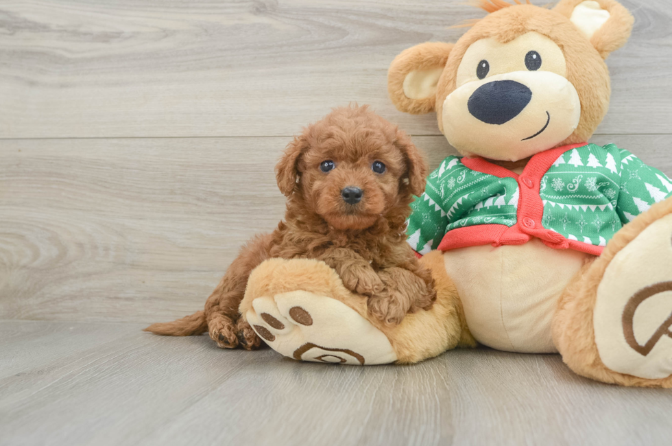 7 week old Mini Goldendoodle Puppy For Sale - Premier Pups