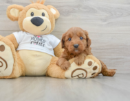 8 week old Mini Goldendoodle Puppy For Sale - Premier Pups