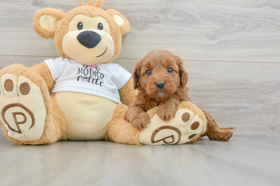 5 week old Mini Goldendoodle Puppy For Sale - Premier Pups