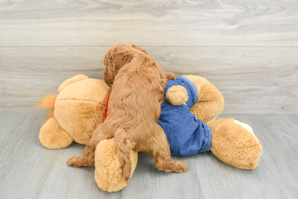 Fluffy Mini Goldendoodle Poodle Mix Pup