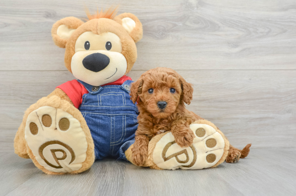 7 week old Mini Goldendoodle Puppy For Sale - Premier Pups