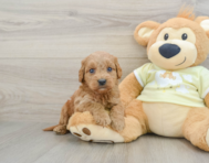 7 week old Mini Goldendoodle Puppy For Sale - Premier Pups