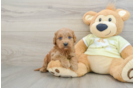 Adorable Golden Retriever Poodle Mix Poodle Mix Puppy
