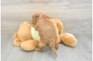 Mini Goldendoodle Puppy for Adoption