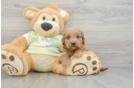 Mini Goldendoodle Puppy for Adoption