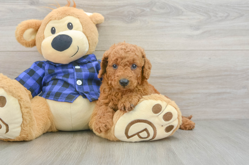 5 week old Mini Goldendoodle Puppy For Sale - Premier Pups