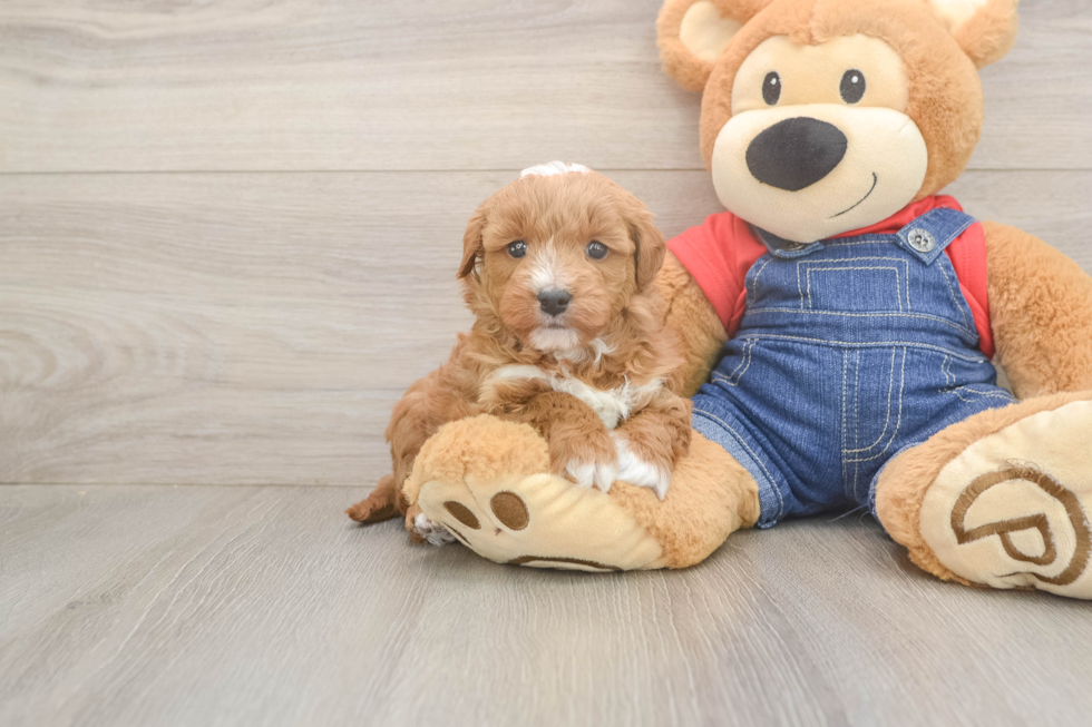 Sweet Mini Goldendoodle Baby