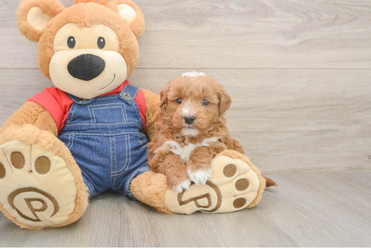 Smart Mini Goldendoodle Poodle Mix Pup