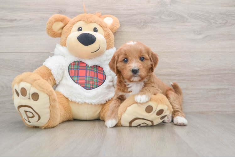 Best Mini Goldendoodle Baby