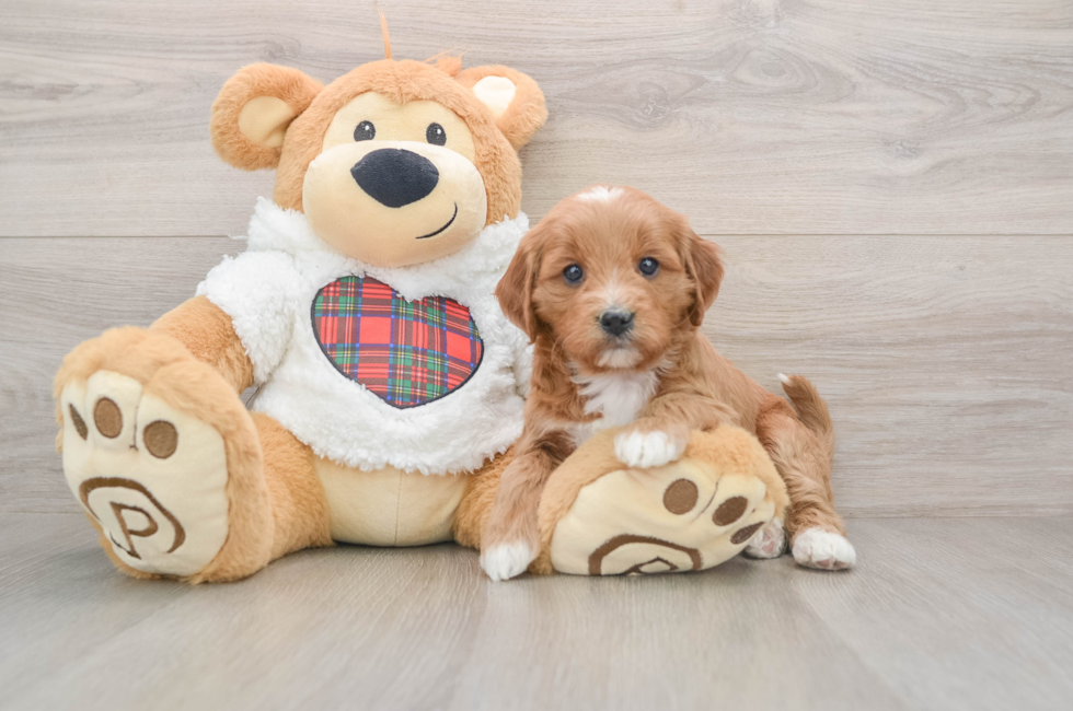 5 week old Mini Goldendoodle Puppy For Sale - Premier Pups