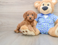 7 week old Mini Goldendoodle Puppy For Sale - Premier Pups