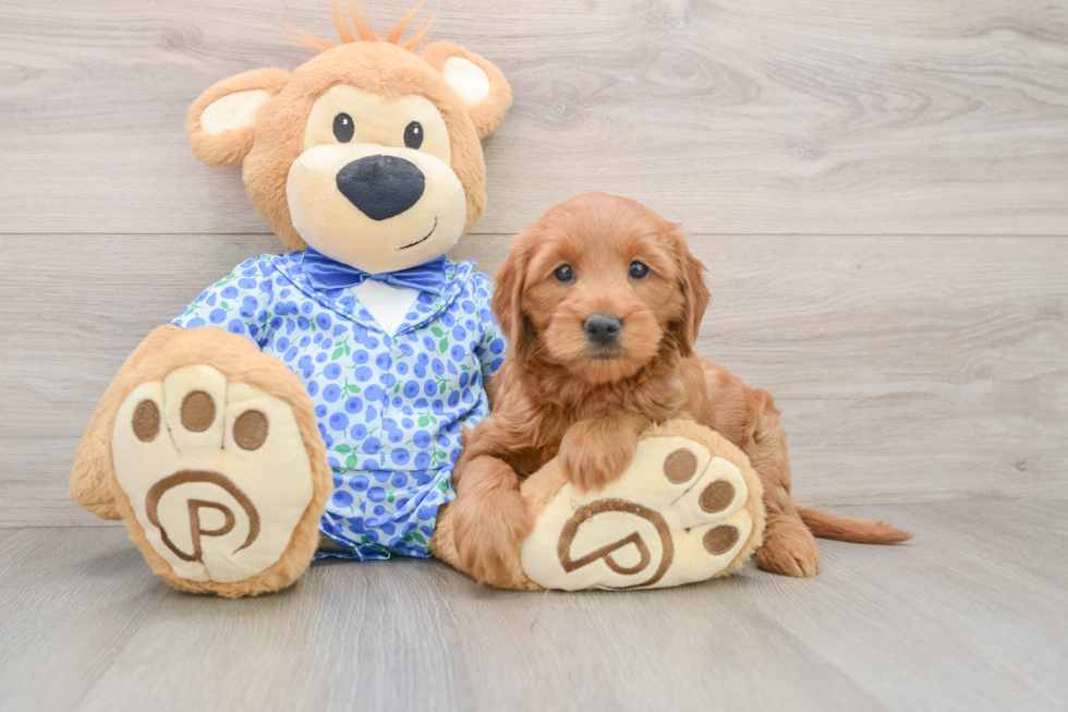 Mini Goldendoodle Pup Being Cute
