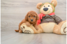 Sweet Mini Goldendoodle Baby